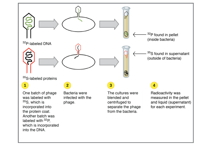 Structure and function of dna worksheet