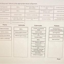 Drag and drop each feature to the appropriate blood component.