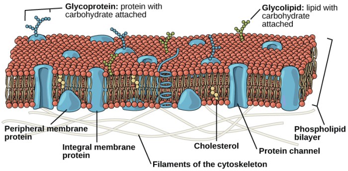 Membrane proteins biology peripheral amplifire kf1