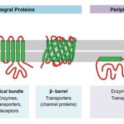 Match the following membrane proteins with the best description