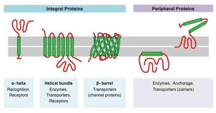 Match the following membrane proteins with the best description