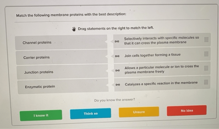 Match the following membrane proteins with the best description